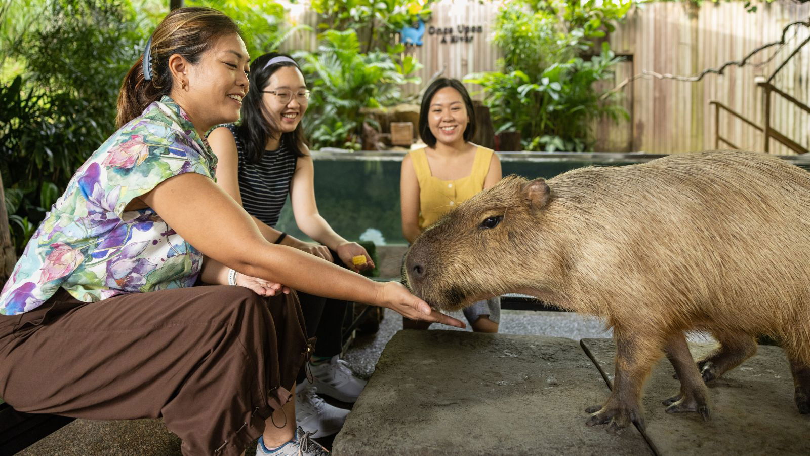 Mandai goes wild for SG60 with throwback thrills and playful animal encounters